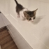 Ömürlük Yuva Ariyorlar fotoğraf