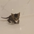 Ömürlük Yuva Ariyorlar fotoğraf