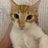 Bu Nemo kayıp değil yuvasını arıyor! 🧡🐾 fotoğraf