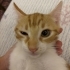 Bu Nemo kayıp değil yuvasını arıyor! 🧡🐾 fotoğraf