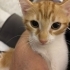 Bu Nemo kayıp değil yuvasını arıyor! 🧡🐾 fotoğraf