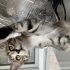 İnsan canlısı yavru dişi kedi fotoğraf