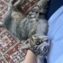 İnsan canlısı yavru dişi kedi fotoğraf