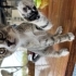 İnsan canlısı yavru dişi kedi fotoğraf