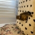 Behlül kedi sahiplendirme fotoğraf