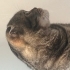 Behlül kedi sahiplendirme fotoğraf