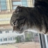Behlül kedi sahiplendirme fotoğraf