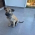 ACİL ÖMÜRLÜK YUVA! Germiyan / Çeşme - 4 Aylık Çok Sevecen Dişi Yavru (Kangal Kır fotoğraf