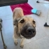 ACİL ÖMÜRLÜK YUVA! Germiyan / Çeşme - 4 Aylık Çok Sevecen Dişi Yavru (Kangal Kır fotoğraf
