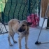 ACİL ÖMÜRLÜK YUVA! Germiyan / Çeşme - 4 Aylık Çok Sevecen Dişi Yavru (Kangal Kır fotoğraf
