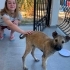 ACİL ÖMÜRLÜK YUVA! Germiyan / Çeşme - 4 Aylık Çok Sevecen Dişi Yavru (Kangal Kır fotoğraf