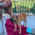 ACİL ÖMÜRLÜK YUVA! Germiyan / Çeşme - 4 Aylık Çok Sevecen Dişi Yavru (Kangal Kır fotoğraf