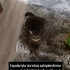 Cok sevecen tontiş yeni sahibini arıyor fotoğraf