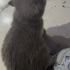 hamile kediye gecici/kalıcı acil yuva fotoğraf