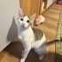 MİNİKLER COK ACİL YUVA BEKLİYOR fotoğraf