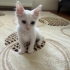 Oyuncu Dobby Yuva Arıyor fotoğraf