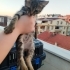 45 günlük kedi malzemeleri ile birlikte vereceğim. fotoğraf