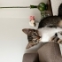 2 aylık dişi tekir kedi fotoğraf