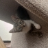2 aylık dişi tekir kedi fotoğraf