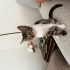 2 aylık dişi tekir kedi fotoğraf