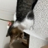 2 aylık dişi tekir kedi fotoğraf