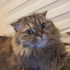 MİA VE LUCY YENİ YUVASINI ARIYOR fotoğraf