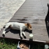 🐾 ÖMÜRLÜK YUVA ARIYORUZ – MİNİK DİŞİ JACK RUSSELL 🐾 fotoğraf