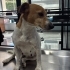 🐾 ÖMÜRLÜK YUVA ARIYORUZ – MİNİK DİŞİ JACK RUSSELL 🐾 fotoğraf