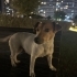 🐾 ÖMÜRLÜK YUVA ARIYORUZ – MİNİK DİŞİ JACK RUSSELL 🐾 fotoğraf
