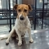 🐾 ÖMÜRLÜK YUVA ARIYORUZ – MİNİK DİŞİ JACK RUSSELL 🐾 fotoğraf