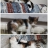 çok tatlı yavru kedi fotoğraf