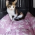 çok tatlı yavru kedi fotoğraf