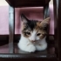 çok tatlı yavru kedi fotoğraf