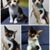 çok tatlı yavru kedi fotoğraf