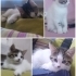 yavru kedi çok tatlı fotoğraf