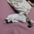 yavru kedi çok tatlı fotoğraf