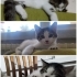 yavru kedi çok tatlı fotoğraf