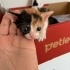 MERSİN'DE OFİSTE BÜYÜYEN ANNE ve 5 SAĞLIKLI YAVRU YUVA ARIYOR fotoğraf