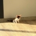 MERSİN'DE OFİSTE BÜYÜYEN ANNE ve 5 SAĞLIKLI YAVRU YUVA ARIYOR fotoğraf