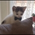 2aylik bebek kedi fotoğraf