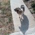Zilli kızımıza ömürlük yuva arıyoruz (kısır, çipli) fotoğraf