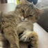 Cookie kısır aşıları tam bir yaşında erkek fotoğraf