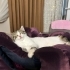 Dişi Calico-tekir 6 aylık fotoğraf