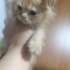 ÜCRETSİZ 1,5 AYLIK BRİTİSH VE İRAN KEDİSİ MELEZİ BEBEKLER fotoğraf