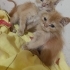 ÜCRETSİZ 1,5 AYLIK BRİTİSH VE İRAN KEDİSİ MELEZİ BEBEKLER fotoğraf