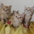 ÜCRETSİZ 1,5 AYLIK BRİTİSH VE İRAN KEDİSİ MELEZİ BEBEKLER fotoğraf