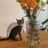 Minik Asil Tekir fotoğraf