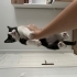 OYUNCU YAVRU KEDİ fotoğraf