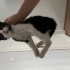 OYUNCU YAVRU KEDİ fotoğraf