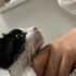 OYUNCU YAVRU KEDİ fotoğraf